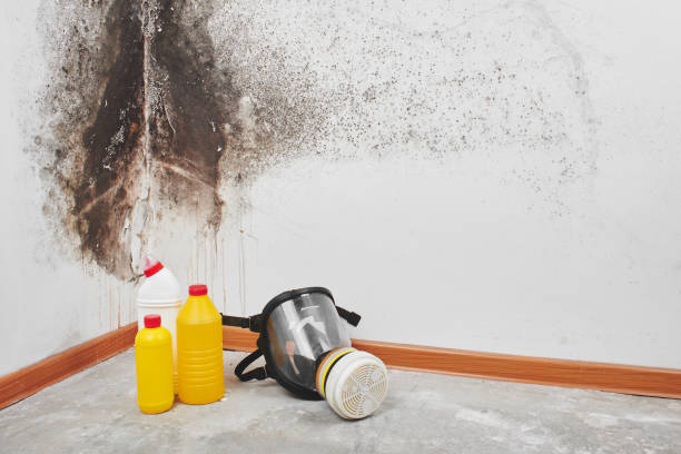 Best Bathroom Mold Remediation in Orangeburg, SC