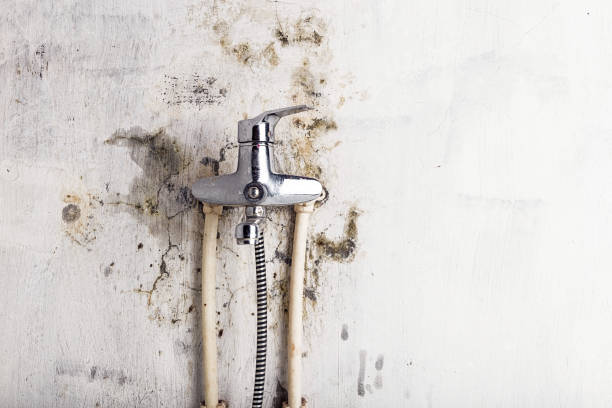 Reliable Orangeburg, SC Mold Remediation Solutions