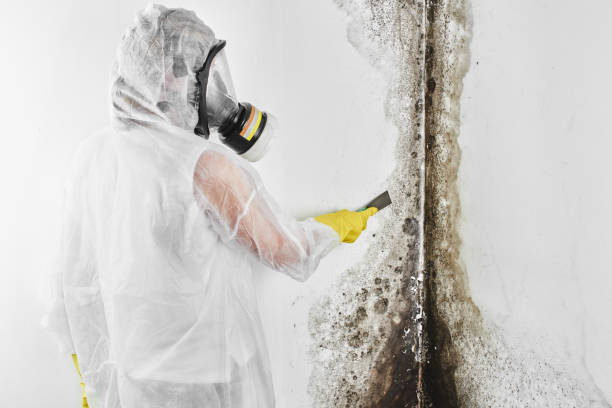 Best Bathroom Mold Remediation in Orangeburg, SC
