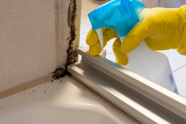 Best Insurance-Related Mold Remediation in Orangeburg, SC