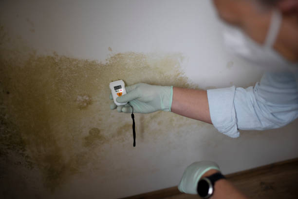 Best Emergency Mold Remediation in Orangeburg, SC