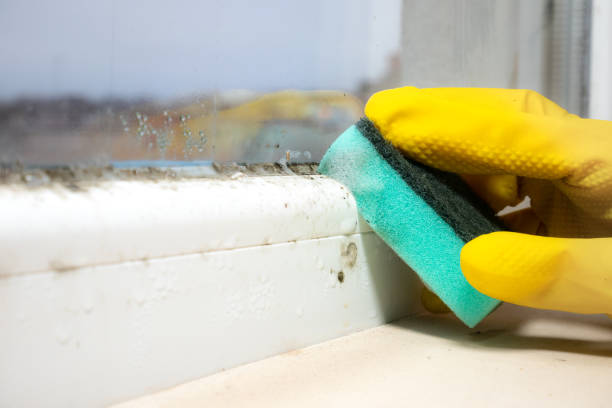 Best Post-Flood Mold Remediation in Orangeburg, SC