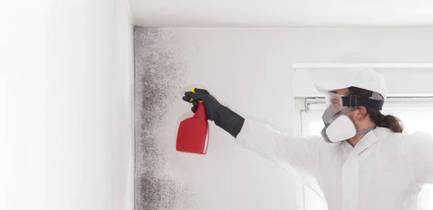 Professional Mold Remediation in Orangeburg, SC
