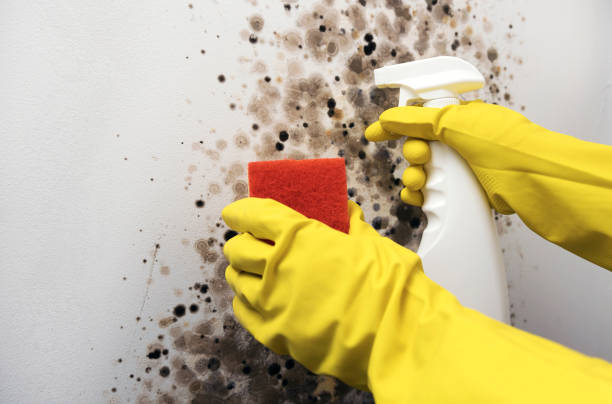 Best HVAC Mold Remediation in Orangeburg, SC