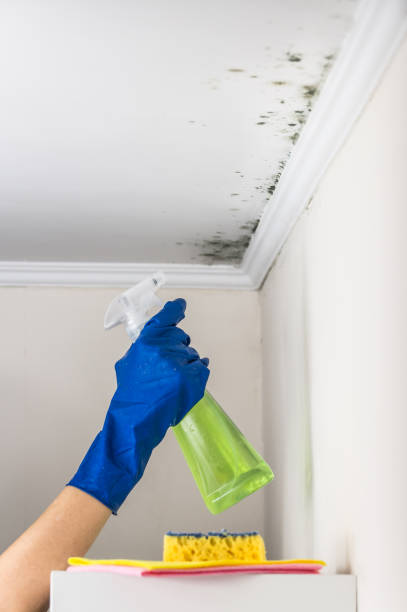 Best White Mold Remediation in Orangeburg, SC